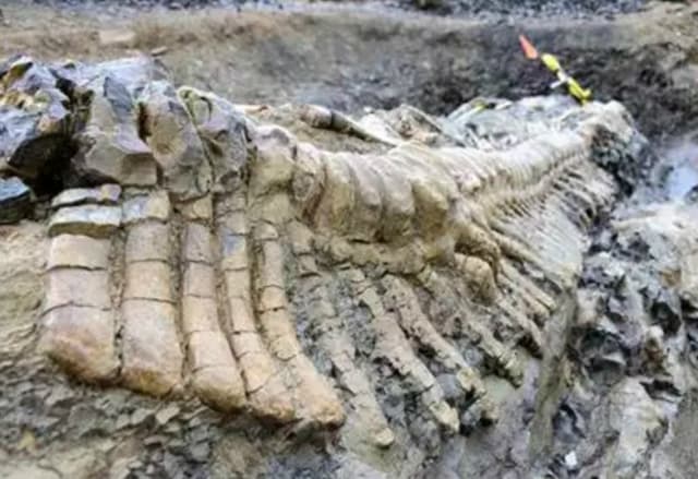  Ditemukan Ekor Dinosaurus Sepanjang 5 Meter, Dari Jenis Apa? 