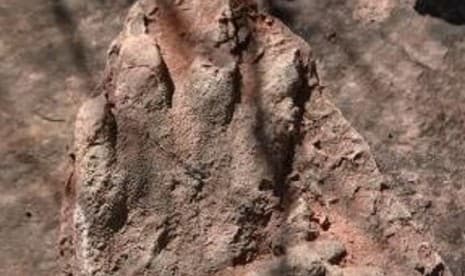 Jejak Kaki Dinosaurus Terbesar Ditemukan di Australia 