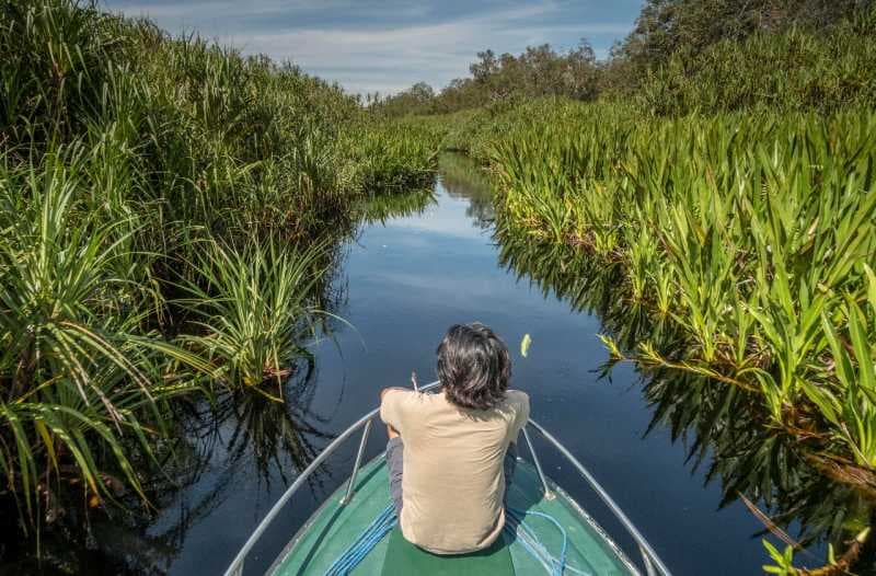 Tanjung Puting Tawarkan Sensasi Susur Sungai Seperti Amazon