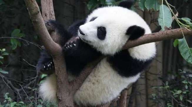 Panda Tertua di Dunia Berulang Tahun Ke-35