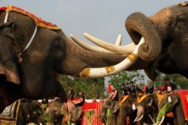 Makan Prasmanan Rayakan Hari Gajah Thailand