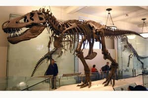 Trix, T.rex asli usia 67 Juta Tahun, Dipamerkan di Paris