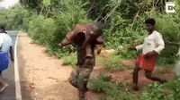 Aksi Pria di India Selamatkan Bayi Gajah yang Terjebak di Parit