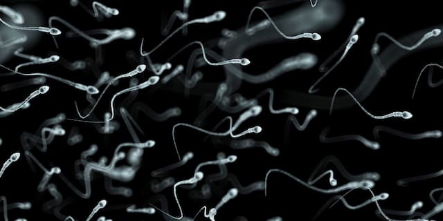 Sering Kerja Lembur Sebabkan Kualitas Sperma Menurun