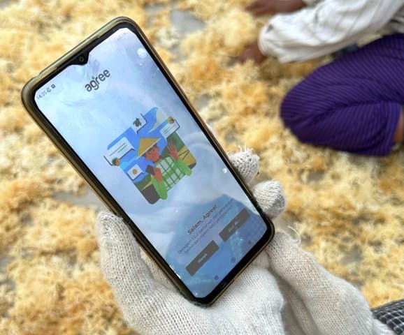 Budi Daya Rumput Laut NTT Pakai Agree, Transaksi Tembus Rp12 M Budi Daya Rumput Laut NTT Pakai Agree, Transaksi Tembus Rp12 M