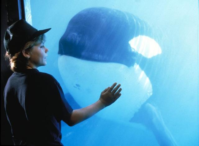 <i>Throwback Movie</i>: Mengenang 25 Tahun Film tentang Paus Pembunuh, ‘Free Willy’