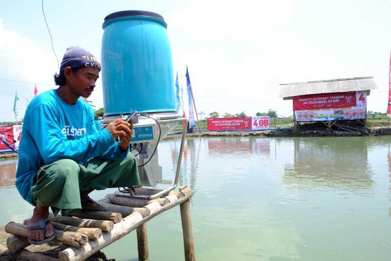 Di Indramayu, Budidaya Ikan Bisa Lewat Ponsel