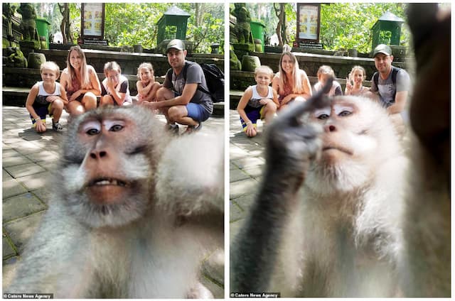Kocak, Kera di Bali Ini <i>Ngajak Selfie</i> Turis
