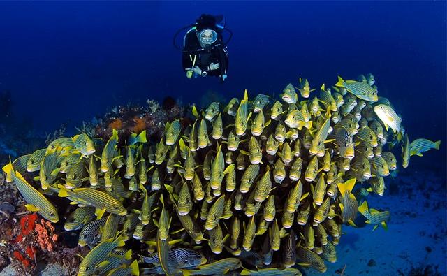 5 Panorama Bawah Laut Terindah, Semua di Indonesia