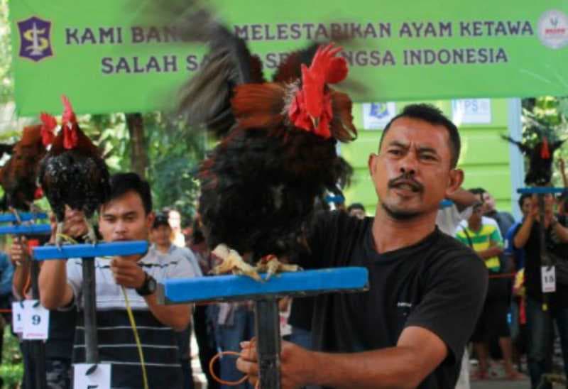 Kontes Ayam Ketawa di Kota Ini Berkokok Dangdut dan Disko 