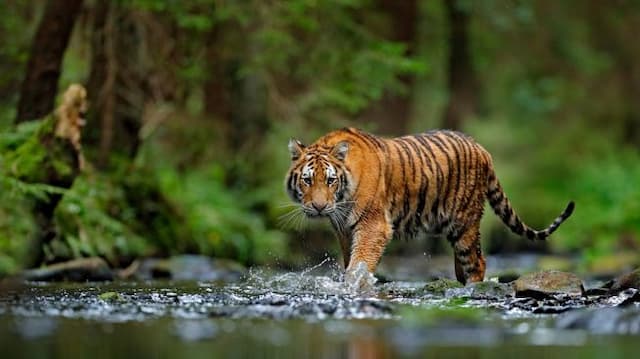 Harimau Sumatera Makan Hidup-hidup Satu Warga di Riau