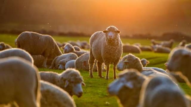 Setelah Manusia Babi, Ilmuwan Ciptakan Manusia Domba