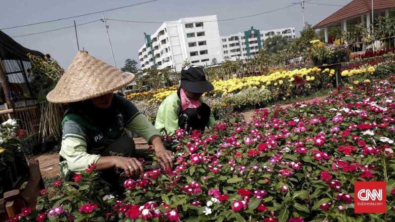 Selain Lidah Mertua, Urban Farming Juga Bisa Kurangi Polusi