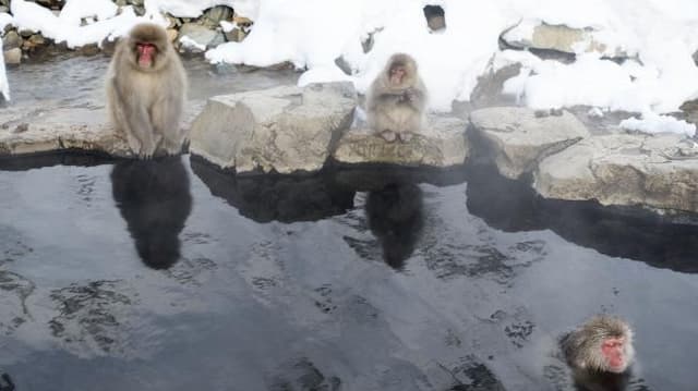 Aksi Lucu Rombongan Monyet Saat Menerjang Salju Ini Jadi Sorotan