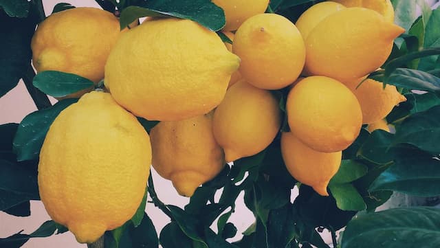 Bukan Uang, Lemon Jadi Simbol Orang Kaya di Roma