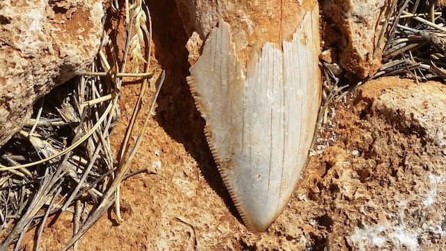 Gigi Fosil Hiu Terbesar di Bumi Dicuri