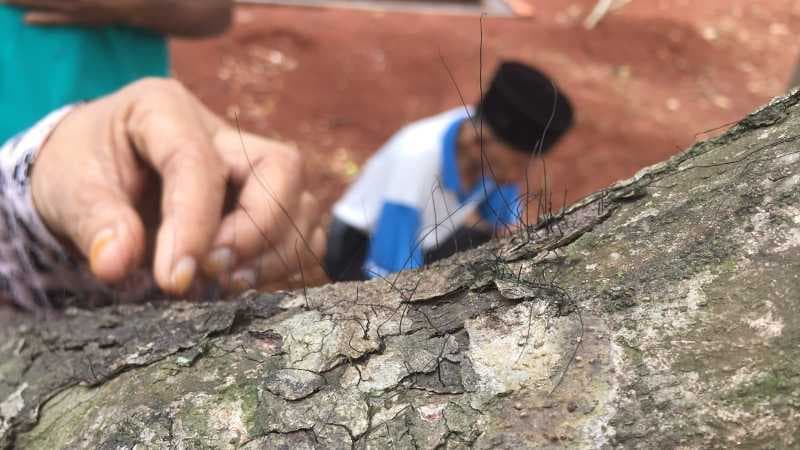 Heboh Penampakan Pohon Berambut di Pemakaman di Depok