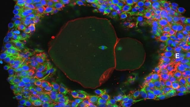 Pertama Kalinya, Sel Telur Manusia Bisa Dikembangkan di Luar Tubuh