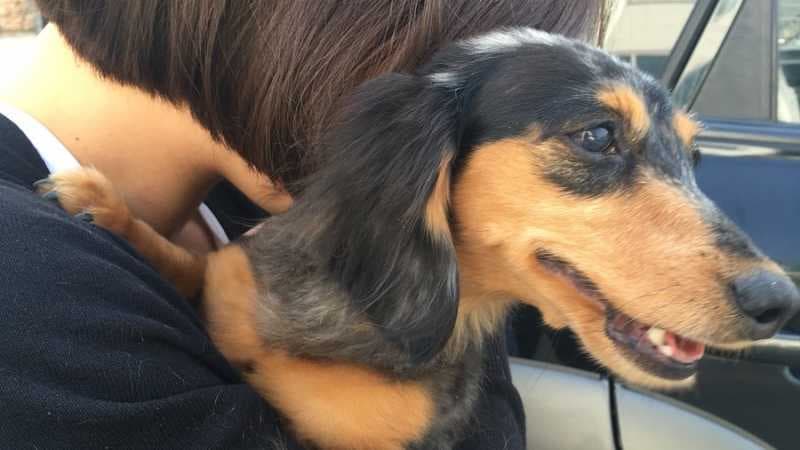 Sempat Hilang, Anjing Milik Jonghyun SHINee Akhirnya Ditemukan