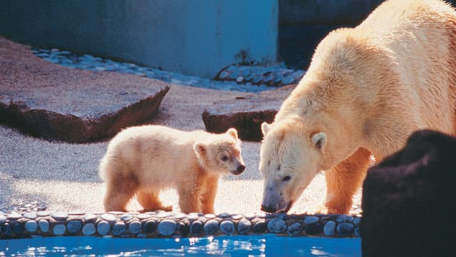 Demi Bertahan Hidup, Beruang Kutub Makan Bangkai Paus