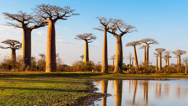 Pohon-Pohon Baobab Kuno di Afrika Mati secara Misterius