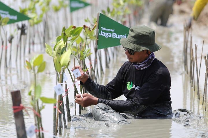 Donasi Telkomsel Poin Jadi 10.600 Mangrove Untuk Kurangi Emisi Karbon Donasi Telkomsel Poin Jadi 10.600 Mangrove Untuk Kurangi Emisi Karbon