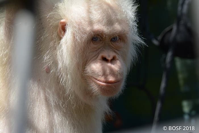 Perkenalkan Alba, Orangutan Kulit Putih Satu-satunya di Dunia