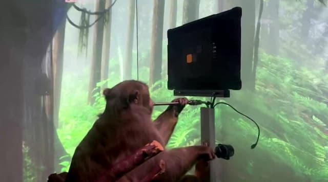 Monyet Pakai Chip Otak Neuralink Bisa Main Game dengan Berpikir