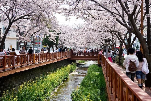 Kiat Bulan Madu ke Korea Selatan Saat Musim Semi Tanpa <i>Travel Agency</i>