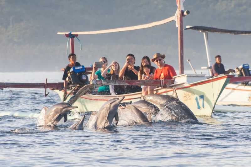 Melihat Atraksi Lumba-Lumba yang Mengesankan di Pantai Lovina