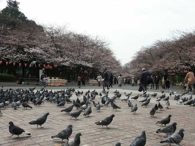Liburan ke Jepang, Ini 5 Fakta Tentang Ueno Park di Tokyo