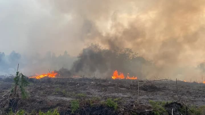 Kebakaran Hutan Makin Meluas, Netizen Serukan Pray for Kalimantan
Kebakaran Hutan Makin Meluas, Netizen Serukan Pray for Kalimantan