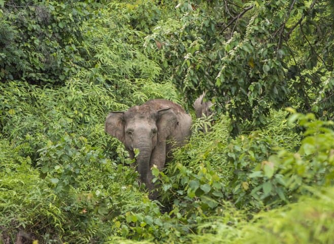 Apple Gandeng WWF Indonesia Lindungi Bukit Tigapuluh Sumatra Apple Gandeng WWF Indonesia Lindungi Bukit Tigapuluh Sumatra