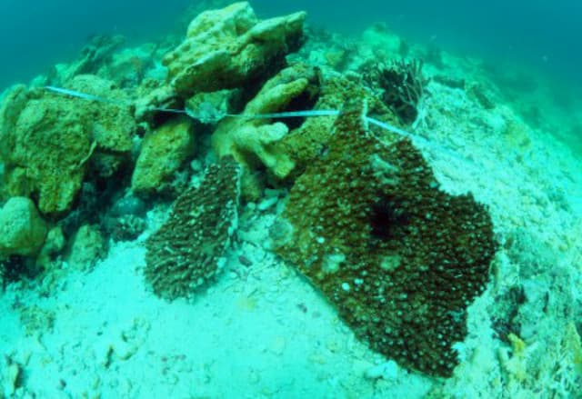  Terumbu karang Rusak, Pemkab Raja Ampat: Kelalaian Nahkoda Kapal 