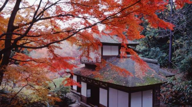 Ingin Melihat Indahnya Daun di Musim Gugur, Yuk ke Kanagawa!