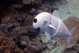 Kalau mau cari Nemo, robot ikan SoFi bisa membantu