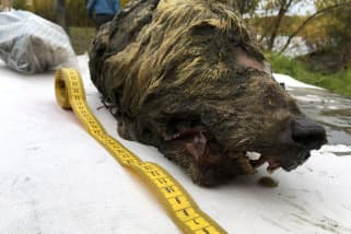Rusia Temukan Kepala Serigala Berusia 40 Ribu Tahun