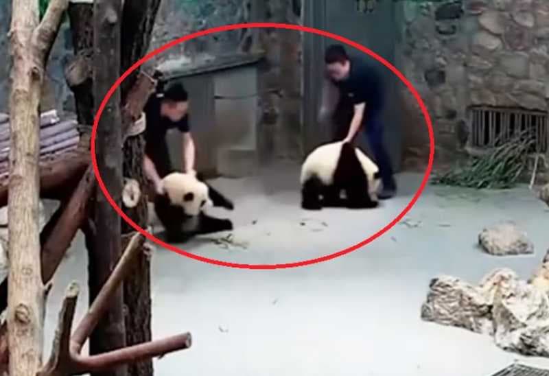  Viral! Penjaga Kandang Seret dan Lempar Panda Bikin Geram 