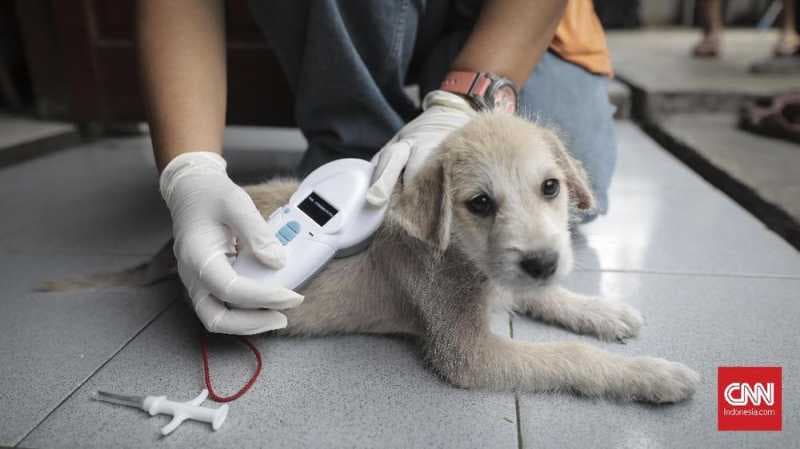 Pemprov DKI Siapkan 500 Microchip untuk Anjing