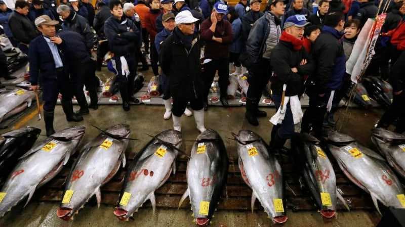 Serbuan Tikus di Pasar Ikan Legendaris Jepang