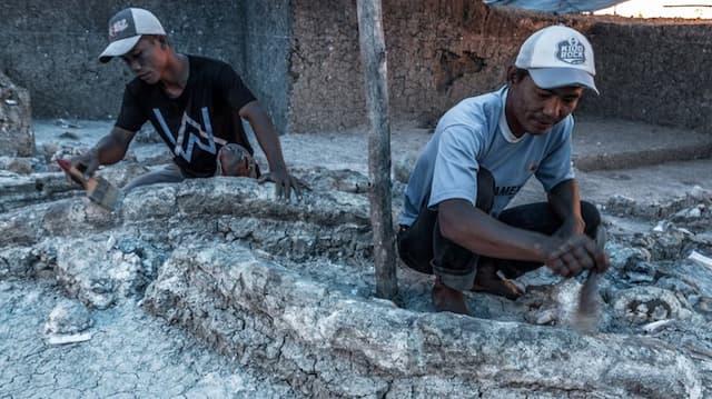 Arkeolog Temukan Fosil Gajah Berusia 33 Ribu Tahun di Gunungkidul