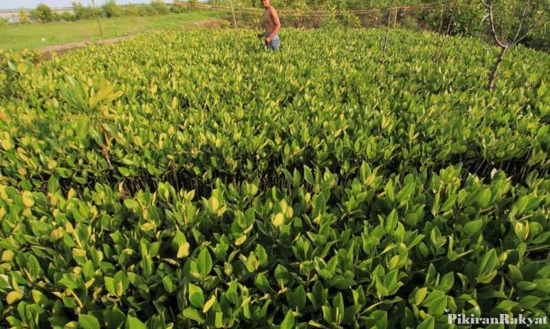 Penanaman 5.700 Mangrove Catat Rekor Dunia