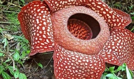 Sembilan Bonggol Rafflesia Arnoldii Ditemukan Warga Bengkulu