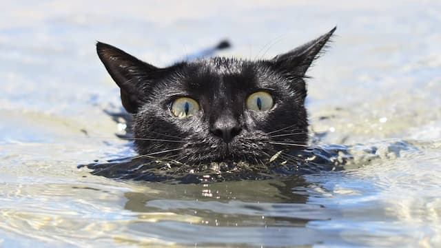 Nathan, Kucing Menggemaskan yang Gemar Berenang di Pantai
