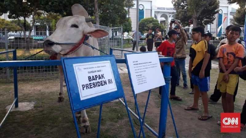 Jokowi Kurban Sapi 1 Ton di Surabaya