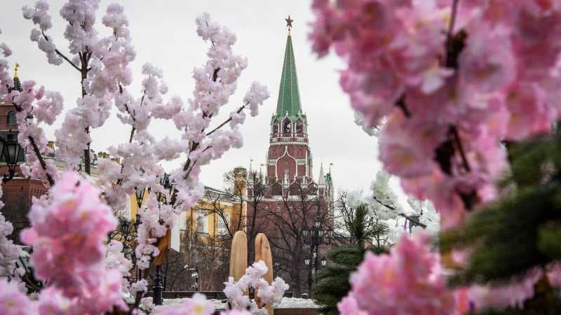 Bunga Sakura dalam Budaya dan Diplomasi Jepang 