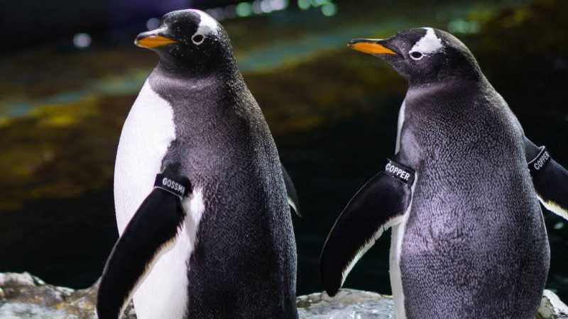 Dikenal sebagai Hewan Setia, 2 Penguin di AS Malah Terbukti Selingkuh