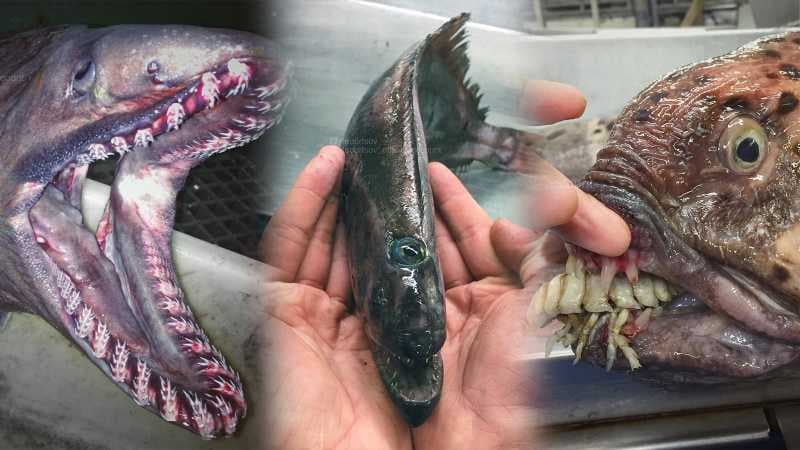 Nelayan Ini Tangkap Monster Mengerikan dari Laut Dalam