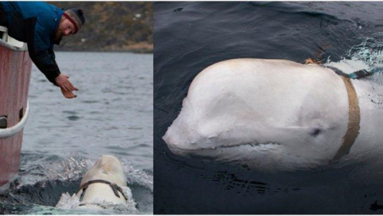 Ditemukan Paus Beluga Memakai Benda Misterius, Diduga Jadi Mata-mata Rusia