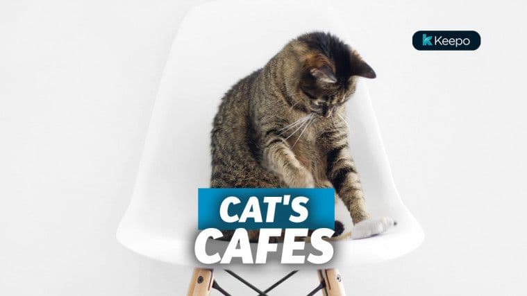 Super Gemas, Ini List 8 Kafe Kucing yang Populer di Indonesia